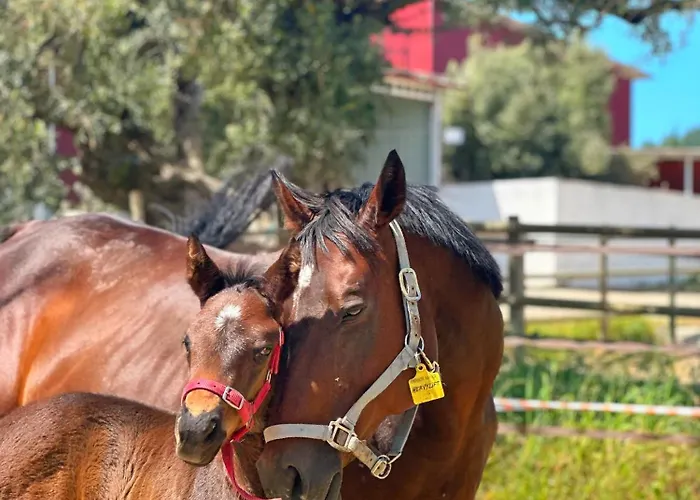 Emirsoy Harasi Bed & Breakfast Bademler photo